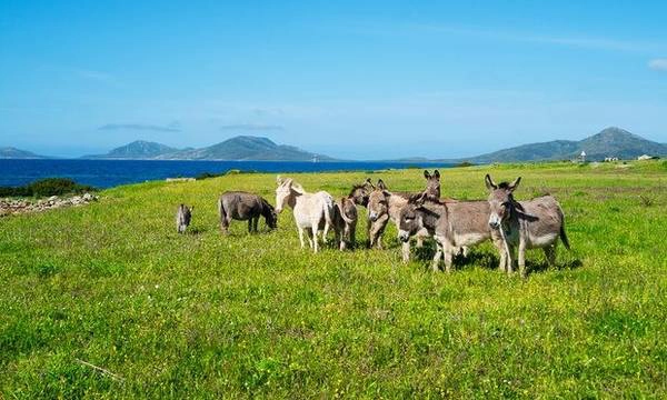 Du lịch sinh thái ở Sardinia: Asinara, một đảo nhỏ hoang vắng phía tây bắc Sardinia, là một công viên quốc gia được bảo tồn. Nơi đây được rừng che phủ và là nơi cư trú của số lượng lớn lừa hoang bạch tạng. Du khách ưa thích khám phá sẽ được thỏa mãn với Sealand Asinara - một dự án xã hội của phụ nữ, nhằm mục đích giáo dục mọi người về vấn đề môi trường và phát triển bền vững. Chương trình gồm các chuyến dã ngoại, bơi trong các vịnh tuyệt đẹp, tìm hiểu cuộc sống hoang dã và khảo cổ học, cắm trại trong mùa hè.