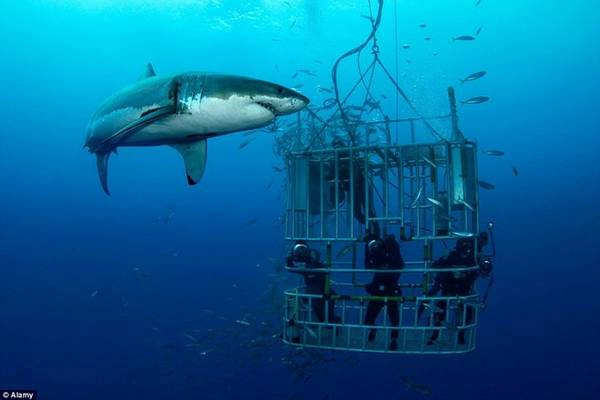 <strong>Guadalupe, Mexico: </strong>Nằm cách bờ biển Baja chưa đầy 250 km, vùng nước trong vắt và ấm áp quanh đảo Guadalupe là một trong những địa điểm lý tưởng nhất để ngắm cá mập trắng.