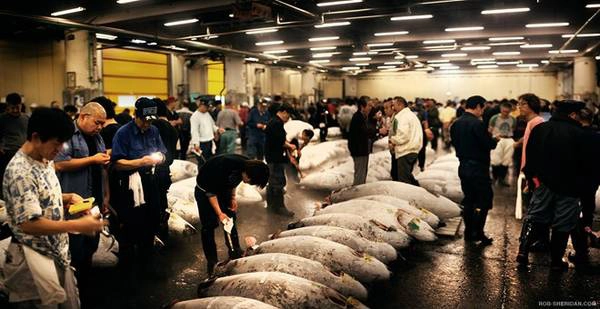 <strong>Thăm chợ cá Tsukiji: </strong>Nếu là người mê hải sản, bạn không thể bỏ qua chợ cá Tsukiji ở Tokyo. Tuy du khách gần như không thể tham gia buổi đấu giá cá ngừ lúc 5h30, bạn vẫn có thể thăm thú khu chợ nhộn nhịp này và thưởng thức món sushi Chirashi ở các quầy ăn gần đó. Ảnh: Rob-sheridan.com.