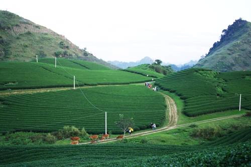 Quang cảnh đồi chè xanh mướt ở thị trấn nông trường Mộc Châu vào tháng 11. Ảnh: Hương Chi Quang cảnh đồi chè xanh mướt ở thị trấn nông trường Mộc Châu vào tháng 11. Ảnh: Hương Chi