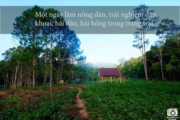 Khu vực chúng tôi cắm trại là một nông trại của người dân. Họ trồng cả khoai lang, dâu, hồng để du khách có thể trải nghiệm cảm giác một ngày làm nông dân.