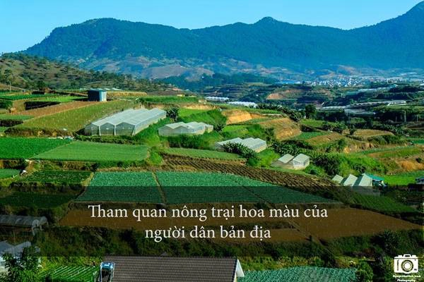Vùng ngoại ô Đà Lạt có rất nhiều trang trại trồng rau, hoa màu của người dân bản địa. Du khách có thể xin chủ trang trại vào tham quan, chụp hình. Người dân ở đây rất dễ gần và mến khách.
