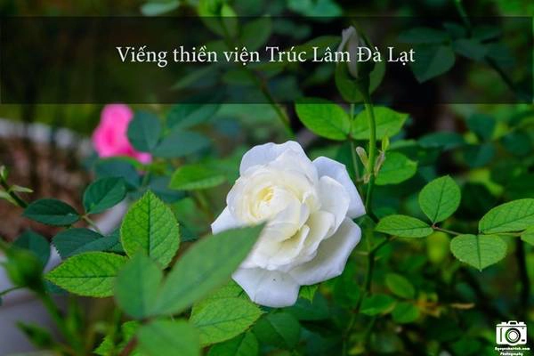 Thiền viện có kiến trúc rất đẹp và cổ kính, nằm lọt thỏm trong những cánh rừng thông xanh mát. Khuôn viên thiền viện trồng rất nhiều loài hoa đẹp và đặc trưng của Đà Lạt như hoa móng rồng, hoa cẩm tú cầu, hoa hồng…