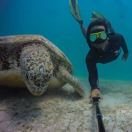 14. Lặn cùng rùa khổng lồ ở Pulau Perhentian, Terengganu: Hàng nghìn con rùa khổng lồ dạt vào bờ ở Rantau Abang để đẻ trứng, nhưng chúng không còn quay lại bãi biển nữa do tình trạng khách du lịch tràn lan. Du khách có thể lặn biển ở Terengganu từ giữa tháng 3 tới cuối tháng 10. 14. Lặn cùng rùa khổng lồ ở Pulau Perhentian, Terengganu: Hàng nghìn con rùa khổng lồ dạt vào bờ ở Rantau Abang để đẻ trứng, nhưng chúng không còn quay lại bãi biển nữa do tình trạng khách du lịch tràn lan. Du khách có thể lặn biển ở Terengganu từ giữa tháng 3 tới cuối tháng 10.