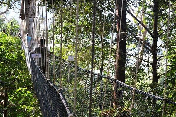 8. Hiking ở Taman Negara, Pahang: Đối với nhiều du khách đến đây lần đầu, điểm nhấn của hành trình đến Taman Negara là thử cảm giác thót tim trên cầu dây treo dài nhất thế giới. Cầu dài 530 m, cao 40 m so với mặt đất. Nếu đủ dũng cảm, bạn hãy đi bộ trong rừng vào ban đêm để khám phá các loài động vật sống về đêm. 8. Hiking ở Taman Negara, Pahang: Đối với nhiều du khách đến đây lần đầu, điểm nhấn của hành trình đến Taman Negara là thử cảm giác thót tim trên cầu dây treo dài nhất thế giới. Cầu dài 530 m, cao 40 m so với mặt đất. Nếu đủ dũng cảm, bạn hãy đi bộ trong rừng vào ban đêm để khám phá các loài động vật sống về đêm.