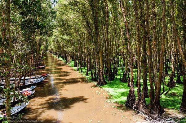 Chèo xuồng ở rừng tràm Trà Sư (An Giang): Mùa nước nổi, lưu lượng nước khu rừng đặc trưng sông Hậu cũng tăng lên đáng kể. Chèo xuồng vào thời gian này, bạn sẽ được thả mình trong không gian cổ tích hoang sơ và trong lành. Ảnh: Tính Huỳnh. Chèo xuồng ở rừng tràm Trà Sư (An Giang): Mùa nước nổi, lưu lượng nước khu rừng đặc trưng sông Hậu cũng tăng lên đáng kể. Chèo xuồng vào thời gian này, bạn sẽ được thả mình trong không gian cổ tích hoang sơ và trong lành. Ảnh: Tính Huỳnh.