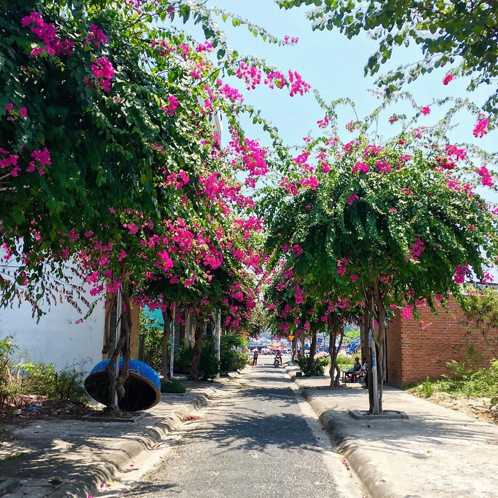 Nha Trang có một con đường nhỏ, nép mình giữa một góc lặng lẽ và trải đầy hoa giấy đỏ rực giữa ngày hè - đường Bạch Thái Bưởi. Hoa giấy bắt đầu bung nở vào tháng 3 và bừng sắc khi hoà lẫn vào cái nắng vàng ươm trong tháng 8. Cũng vì vậy mà mỗi đầu hè, những người con Nha Trang thường có chung một câu hỏi “Hoa giấy đường Thái Bưởi đã nở chưa?”. Ảnh: lille_ng. Nha Trang có một con đường nhỏ, nép mình giữa một góc lặng lẽ và trải đầy hoa giấy đỏ rực giữa ngày hè - đường Bạch Thái Bưởi. Hoa giấy bắt đầu bung nở vào tháng 3 và bừng sắc khi hoà lẫn vào cái nắng vàng ươm trong tháng 8. Cũng vì vậy mà mỗi đầu hè, những người con Nha Trang thường có chung một câu hỏi “Hoa giấy đường Thái Bưởi đã nở chưa?”. Ảnh: lille_ng.