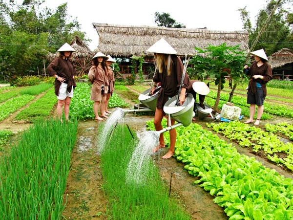 Du khách thích thú với trải nghiệm một ngày làm nông dân ở làng rau Trà Quế. Ảnh: caitlyndebeer.wordpress.com Du khách thích thú với trải nghiệm một ngày làm nông dân ở làng rau Trà Quế. Ảnh: caitlyndebeer.wordpress.com