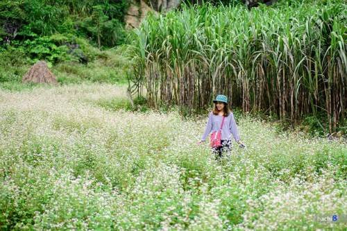 Vẻ đẹp mê hoặc lòng người của cánh đồng hoa tam giác mạch trên cao nguyên đá Hà Giang. Ảnh: Hachi8. Vẻ đẹp mê hoặc lòng người của cánh đồng hoa tam giác mạch trên cao nguyên đá Hà Giang. Ảnh: Hachi8.