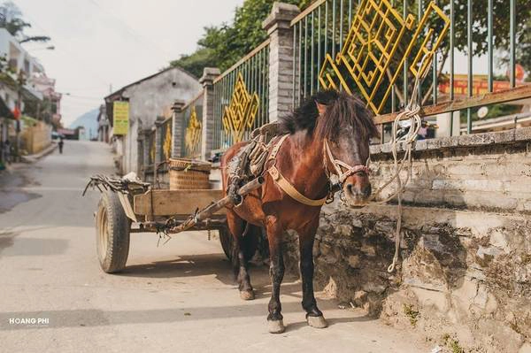 Hiện nay, hệ thống xe khách đi lại giữa Hà Nội và Bắc Hà rất dễ dàng. Bạn có thể đặt vé xe giường nằm tại bến xe với giá vé khoảng 270.000 đồng một người.