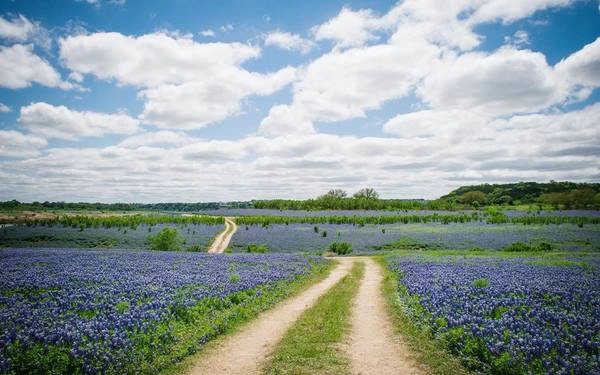 Đường hoa Bluebonnet, Texas: Tuyến đường này đi từ Austin tới Houston, đẹp nhất là vào khoảng tháng 3 tới tháng 5, khi những bông hoa chuông xanh đồng loạt bừng nở. Từ Austin, bạn sẽ đi qua 7 hồ nối tiếp trên sông Colorado, trong đó có hồ Buchanan, một khu vực nghỉ dưỡng được các ngư dân và nghệ sĩ yêu thích. Ảnh: Travelandleisure.