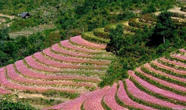 Hà Giang (MV “Gửi tình yêu của em’ – Mỹ Tâm)