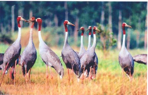 nhung-vuon-quoc-gia-noi-tieng-dep-cua-viet-nam-ivivu-3