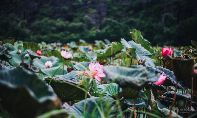 ninh-binh-dep-thi-ai-cha-biet-nhung-day-moi-la-thoi-diem-dep-nhat-hoi-tu-nhung-thu-tuyet-dinh-trong-nam-ivivu-16