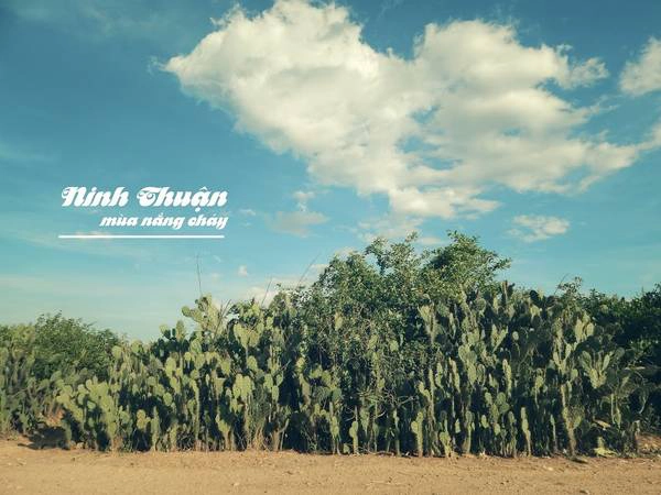 ninh-thuan-mua-nang-chay-ivivu-7