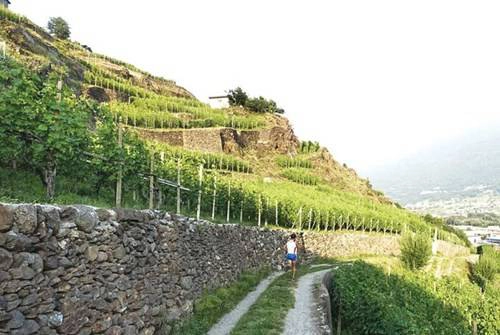 Ruộng nho bậc thang trên núi Alps Ruộng nho bậc thang trên núi Alps