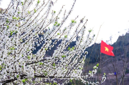 Mai Châu là điểm đến lý tưởng để săn hoa mận bung nở. Ảnh: Haichi8. Mai Châu là điểm đến lý tưởng để săn hoa mận bung nở. Ảnh: Haichi8.