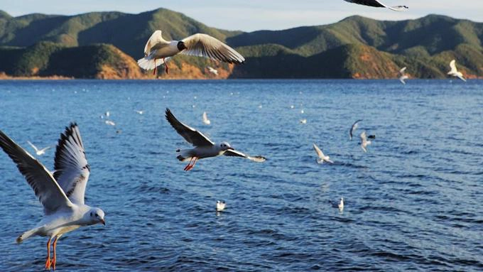 Đàn ông vẫn đóng vai trò quan trọng trong xã hội của người Mosuo. Theo truyền thống, họ thường phải xa làng, đi theo những đoàn buôn lớn để bán các sản vật địa phương. Họ cũng có trách nhiệm xây dựng nhà cửa, đánh bắt cá và làm thịt các loại gia súc. Tuy không có trách nhiệm nuôi con, họ vẫn phải cung cấp tài chính cho các cháu đang sống trong nhà riêng của chúng. Đàn ông vẫn đóng vai trò quan trọng trong xã hội của người Mosuo. Theo truyền thống, họ thường phải xa làng, đi theo những đoàn buôn lớn để bán các sản vật địa phương. Họ cũng có trách nhiệm xây dựng nhà cửa, đánh bắt cá và làm thịt các loại gia súc. Tuy không có trách nhiệm nuôi con, họ vẫn phải cung cấp tài chính cho các cháu đang sống trong nhà riêng của chúng.