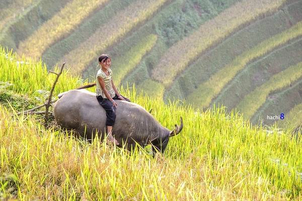 Một em bé chăn trâu giữa mùa vàng. Một em bé chăn trâu giữa mùa vàng.