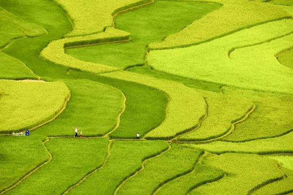 Khung cảnh thu vùng cao rực rỡ sắc màu và trong lành quá đỗi, cùng với đó là những nụ cười sảng khoái của lũ trẻ. Khung cảnh thu vùng cao rực rỡ sắc màu và trong lành quá đỗi, cùng với đó là những nụ cười sảng khoái của lũ trẻ.