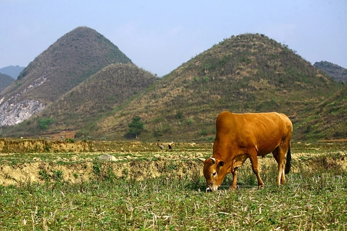  Cũng như nhiều huyện vùng cao khác của tỉnh Hà Giang, Quản Bạ có địa hình phức tạp, nhiều núi cao, vực sâu, sông suối chia cắt… Thiên nhiên ưu đãi cho Quản Bạ nhiều thắng cảnh, mà thung lũng Tam Sơn là tiêu biểu nhất. Hình ảnh cánh đồng dưới chân núi Đôi là nơi bà con canh tác lúa và hoa màu