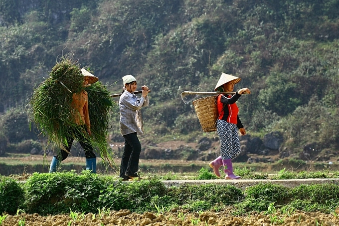 Người dân trồng lúa ngoài ruộng, hoa màu và rau ở những khu vườn kế bên nhà.