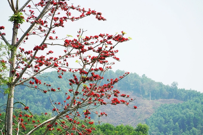 Màu đỏ của hoa gạo điểm xuyết lên màu xanh thâm u của núi rừng.