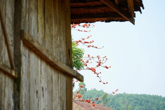 Hoa gạo bên mái nhà sàn của người H'Re.