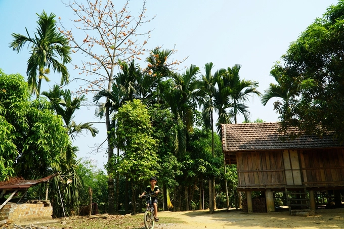 Cây gạo nở hoa nổi bật so với các cây khác trồng trong sân.