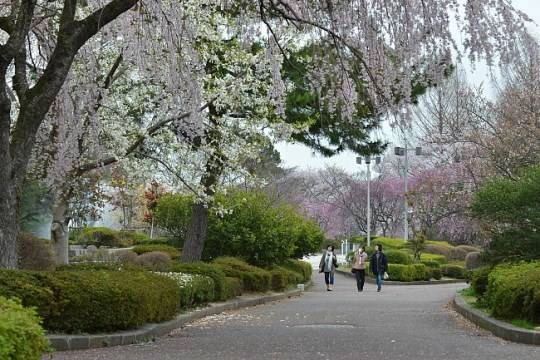 130418_sendai_13Tsutsujigaoka Park