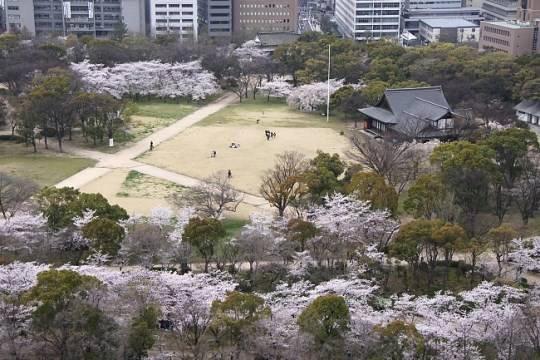 130402_osaka_09Osaka Castle's Nishinomaru Park