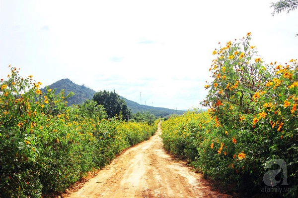 o-viet-nam-co-mot-diem-den-tho-mong-va-lang-man-chang-kem-da-lat-nhat-dinh-nen-den-trong-dip-cuoi-nam-ivivu-4