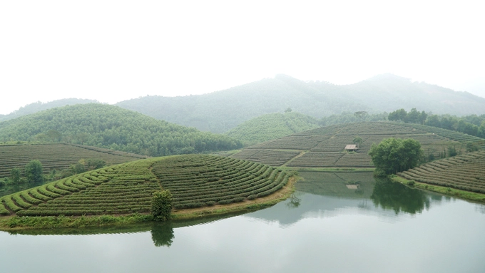 Nằm trên đường Hồ Chí Minh, gần vùng biên giới với Lào, cách thành phố Vinh chừng 50 km và Cửa Lò khoảng 70 km, đồi chè Thanh Chương (Nghệ An) có khung cảnh lạ mắt khi được bao quanh bởi mặt nước. Hơn 50 năm trước, nơi đây là hồ thủy lợi được xây dựng với mục đích tưới tiêu cho hơn 700 ha lúa nước của 2 xã Thanh An và Thanh Thịnh, huyện Thanh Chương. Người dân vùng này bắt đầu trồng chè cách đây khoảng 3 năm. Hiện có gần 200 hộ dân trồng chè với diện tích hơn 400 ha.