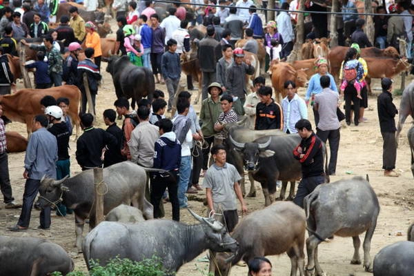 Náo nhiệt chợ trâu - Ảnh: Giang Nguyên