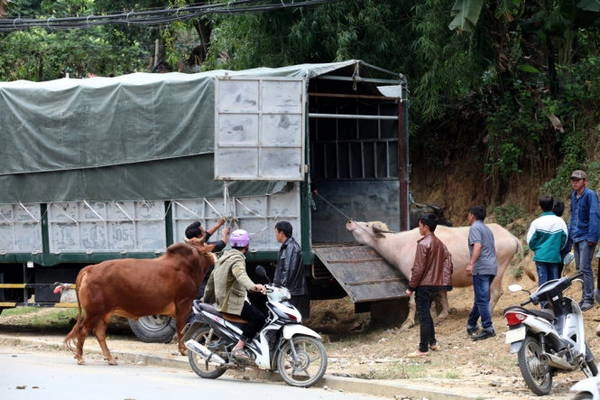 Đưa trâu bò về xuôi - Ảnh: Giang Nguyên