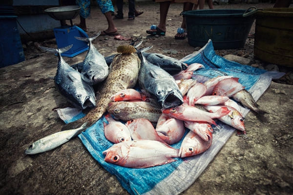 Thưởng thức hải sản ở Sabang: Ngoài là cổng chính để vào Vườn quốc gia sông ngầm Puerto Princesa, ngôi làng nhỏ Sabang còn là nơi bạn có thể thưởng thức nhiều món hải sản tươi ngon. Thưởng thức hải sản ở Sabang: Ngoài là cổng chính để vào Vườn quốc gia sông ngầm Puerto Princesa, ngôi làng nhỏ Sabang còn là nơi bạn có thể thưởng thức nhiều món hải sản tươi ngon.