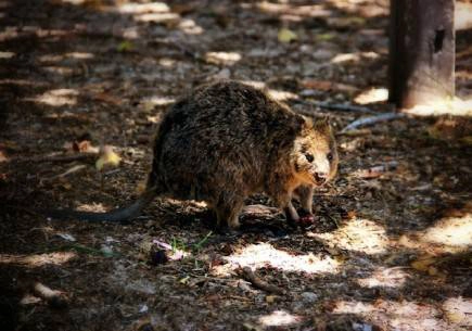  Quokkas 