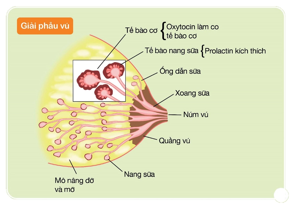 phản xạ xuống sữa