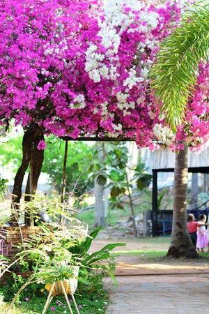 Ảnh: FB Coco homestay
