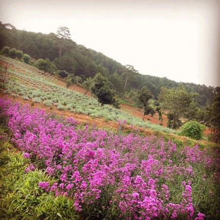 Ngoài hoa Lavender nổi tiếng, tại đây còn trồng rất nhiều loại hoa khác nhau. Ảnh: Yến Trịnh