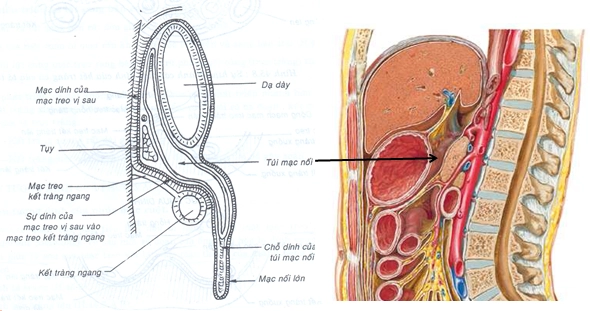 Viêm phúc mạc nhiễm khuẩn tiên phát