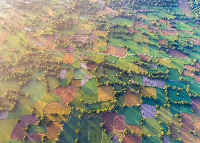 Bình minh trên cánh đồng Tà Pạ, An Giang mùa lúa chín. David Lee, biên tập viên ảnh của National Geographic từng nói anh yêu thích khung hình với những hàng cây đổ bóng trải dài trên cánh đồng.