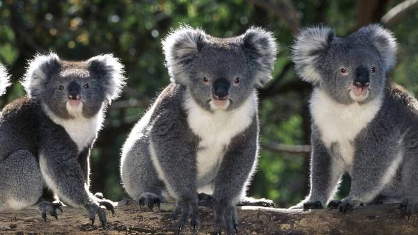 Ngoài hệ động vật biển phong phú, Australia còn thu hút du khách bởi những loài độc đáo như koala, kangaroo và wallaby (một loại kangaroo nhỏ). Bờ biển của quốc gia này cũng là một trong những vùng nhiều cá mập nhất thế giới. Ảnh: Animalsofaustralia. Ngoài hệ động vật biển phong phú, Australia còn thu hút du khách bởi những loài độc đáo như koala, kangaroo và wallaby (một loại kangaroo nhỏ). Bờ biển của quốc gia này cũng là một trong những vùng nhiều cá mập nhất thế giới. Ảnh: Animalsofaustralia.