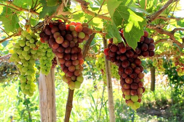 Trên đường đến Vĩnh Hy, hãy dừng chân ở vườn nho Thái An để tự tay hái và thưởng thức những quả nho tươi ngon lành. Trên đường đến Vĩnh Hy, hãy dừng chân ở vườn nho Thái An để tự tay hái và thưởng thức những quả nho tươi ngon lành.