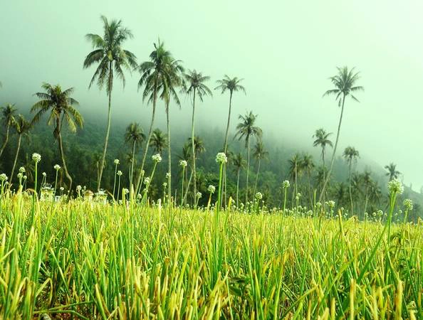 Sương mù trên cánh đồng hành, tỏi trong buổi bình minh. 