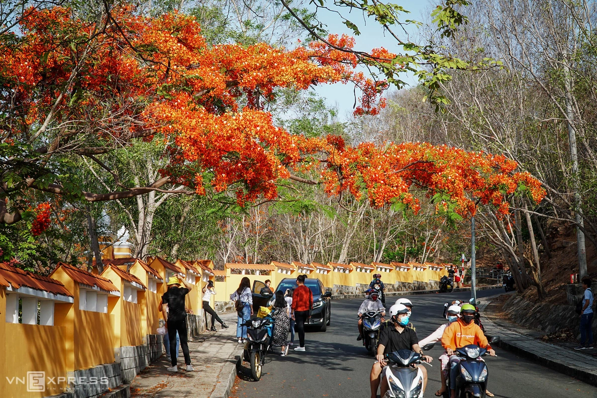 hoa-phuong-vung-tau-ivivu-2