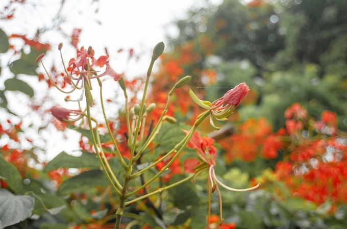 Cánh và nhị hoa tương tự phượng vỹ trồng nhiều ở các trường học. Tuy nhiên, lâm phượng vỹ nở rộ sớm hơn, vào tháng 3.