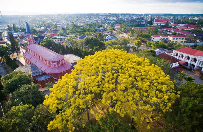 Hiện thành phố Bảo Lộc có khoảng 15 cây phượng vàng được trồng tại các khu vực như nhà thờ Tân Thanh (xã Lộc Thanh), tu viện Bát Nhã (xã Đam B’ri), trường Cao đẳng Công nghệ - Kinh tế Bảo Lộc, trường THPT Châu Á Thái Bình Dương (đường Huỳnh Thúc Kháng, phường 2)…