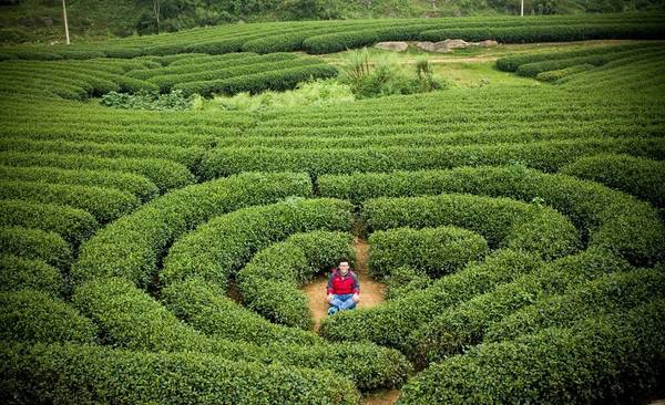 Tranh thủ check-in giữa đồi chè trái tim ở Mộc Châu, Sơn La. Vì đang là mùa chè nên cảnh sắc ở đây rất tươi mát và an nhiên.