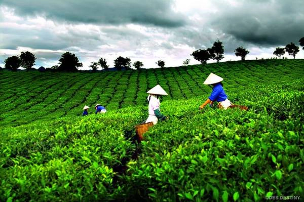 Người dân địa phương đang hái chè. Ảnh: Des.Destiny